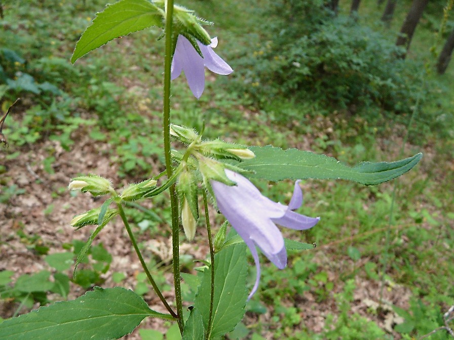 Campanula rapunculus, C. Glomerata e C. trachelium